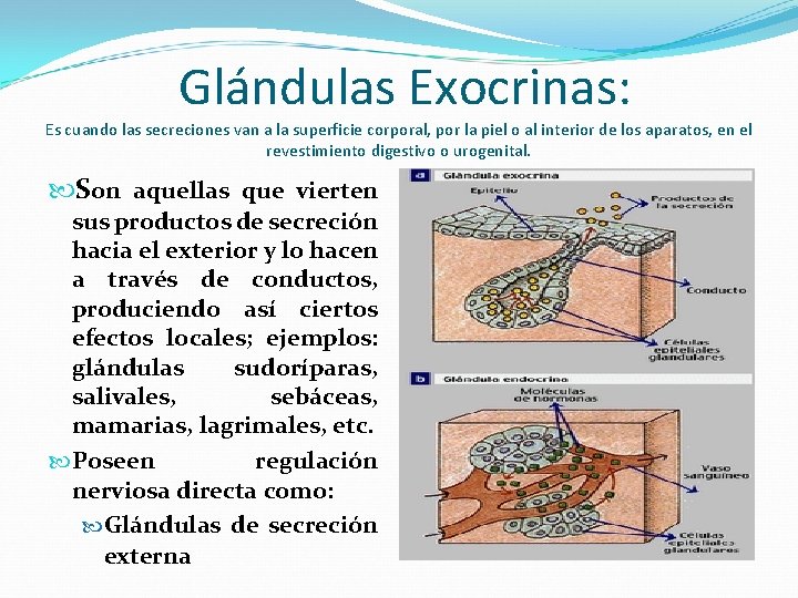 Glándulas Exocrinas: Es cuando las secreciones van a la superficie corporal, por la piel