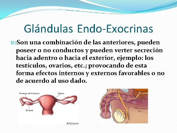 Glándulas Endo-Exocrinas Son una combinación de las anteriores, pueden poseer o no conductos y