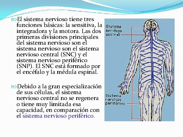  El sistema nervioso tiene tres funciones básicas: la sensitiva, la integradora y la