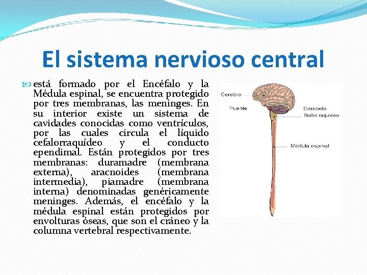 El sistema nervioso central está formado por el Encéfalo y la Médula espinal, se