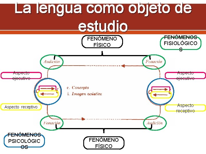 La lengua como objeto de estudio FENÓMENO FÍSICO FENÓMENOS FISIOLÓGICO S Aspecto ejecutivo Aspecto