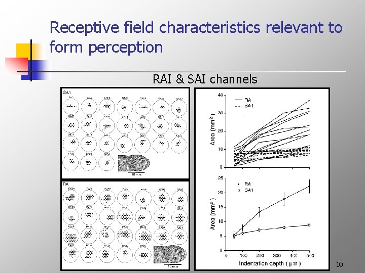 Receptive field characteristics relevant to form perception RAI & SAI channels 10 