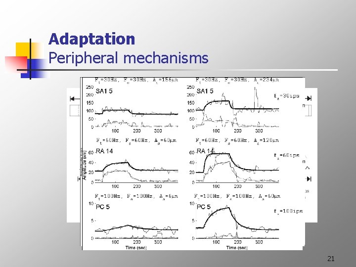 Adaptation Peripheral mechanisms 21 