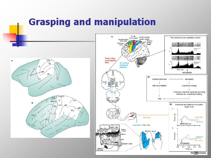 Grasping and manipulation 26 