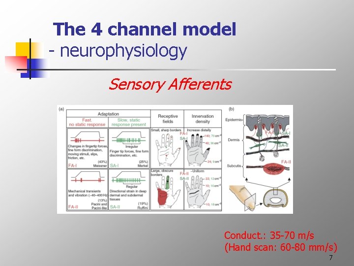 The 4 channel model - neurophysiology Sensory Afferents Conduct. : 35 -70 m/s (Hand