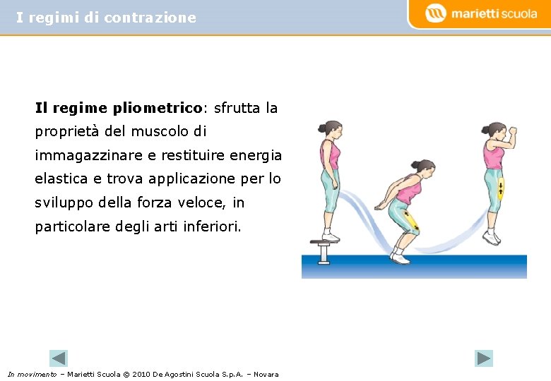 I regimi di contrazione Il regime pliometrico: sfrutta la proprietà del muscolo di immagazzinare