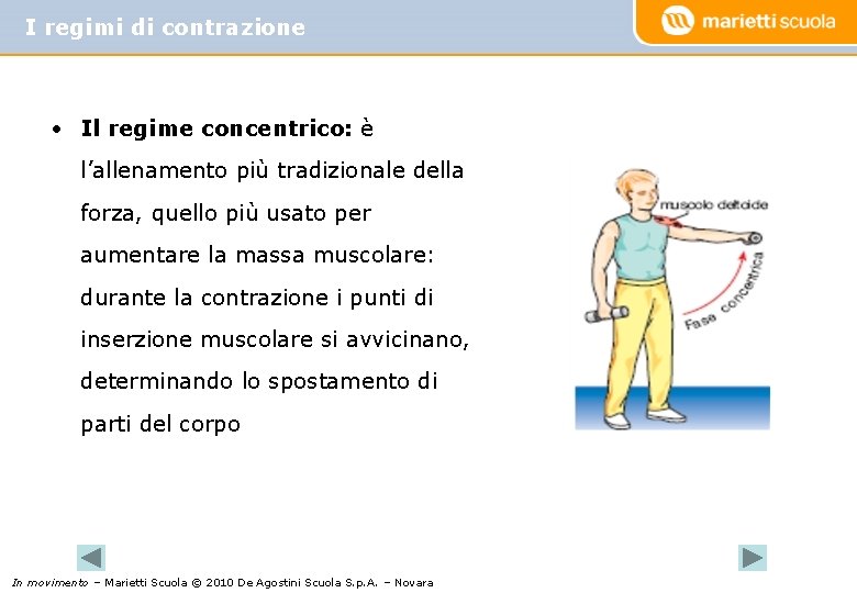 I regimi di contrazione • Il regime concentrico: è l’allenamento più tradizionale della forza,