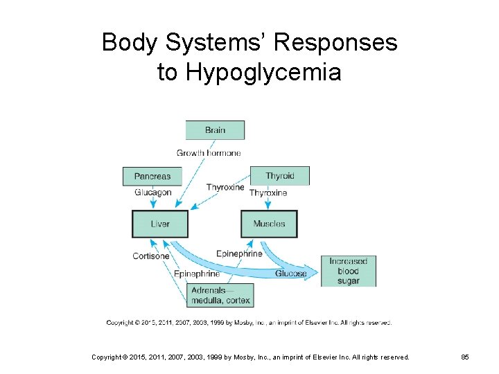 Body Systems’ Responses to Hypoglycemia Copyright © 2015, 2011, 2007, 2003, 1999 by Mosby,