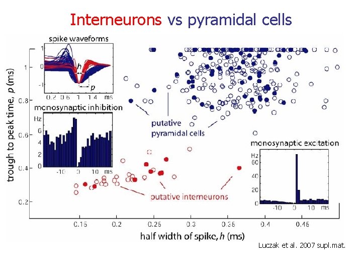 Interneurons vs pyramidal cells Luczak et al. 2007 supl. mat. 