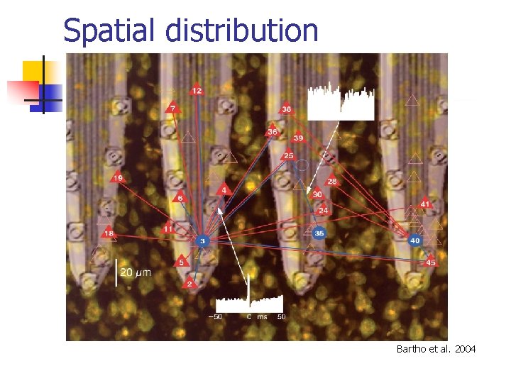 Spatial distribution Bartho et al. 2004 