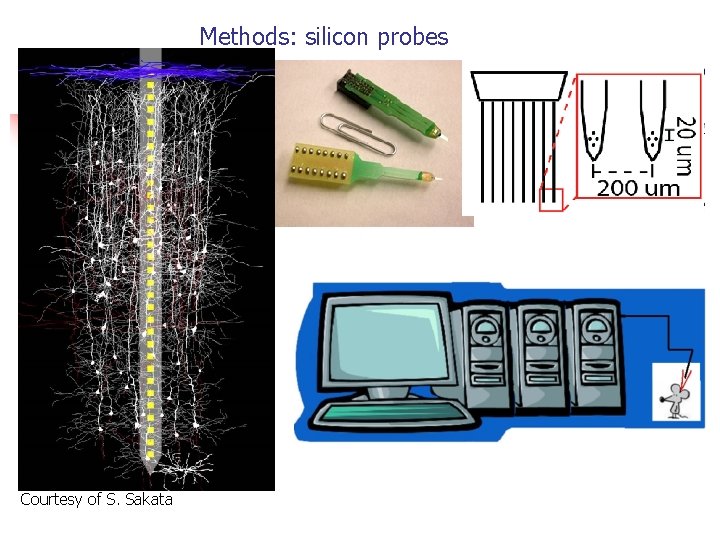Methods: silicon probes Courtesy of S. Sakata 