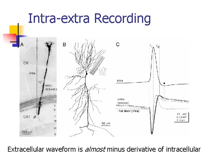 Spike Sorting for Extracellular Recordings Artur Luczak University