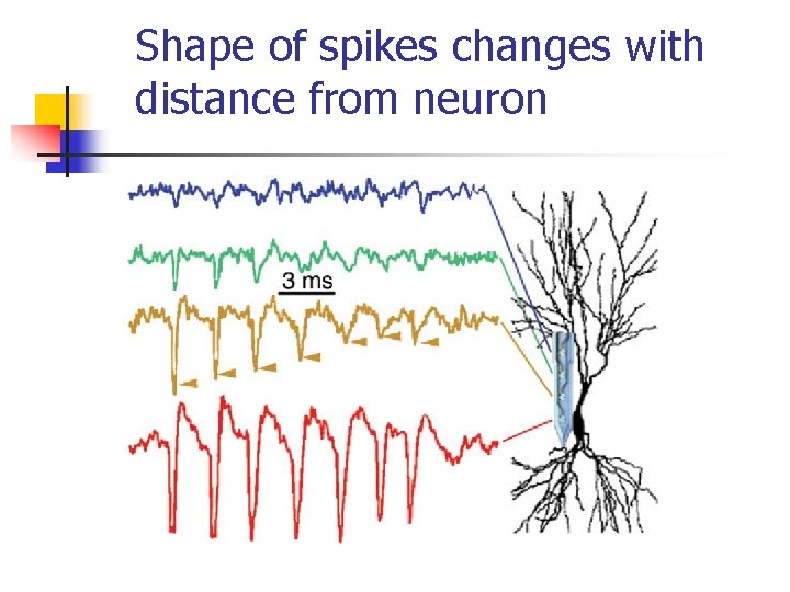Shape of spikes changes with distance from neuron 
