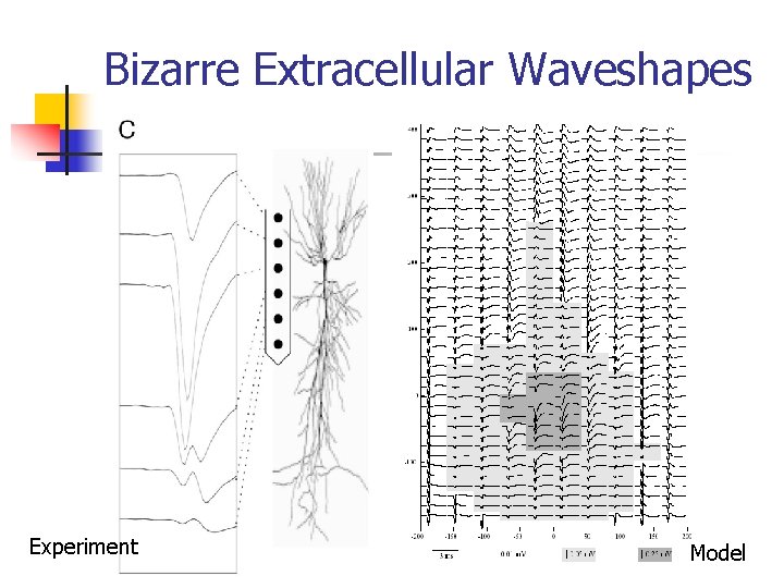 Bizarre Extracellular Waveshapes Experiment Model 