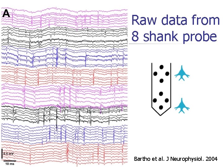 Raw data from 8 shank probe Bartho et al. J Neurophysiol. 2004 