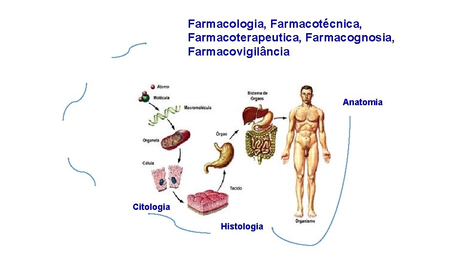 Farmacologia, Farmacotécnica, Farmacoterapeutica, Farmacognosia, Farmacovigilância Anatomia Citologia Histologia 