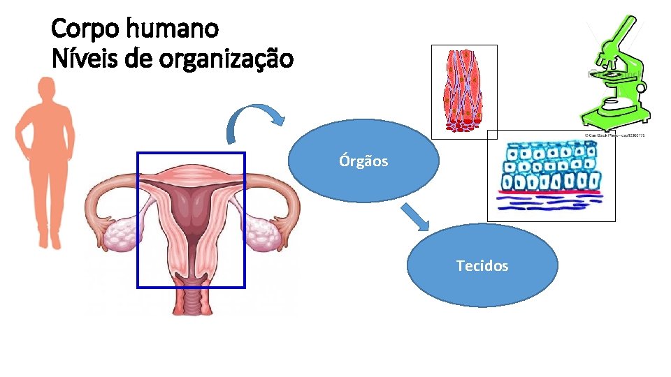 Corpo humano Níveis de organização Órgãos Tecidos 