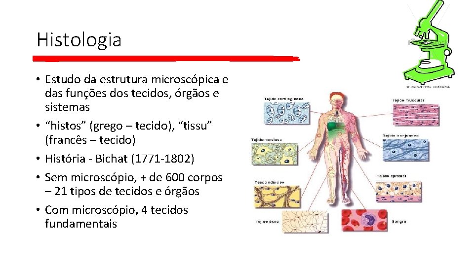 Histologia • Estudo da estrutura microscópica e das funções dos tecidos, órgãos e sistemas