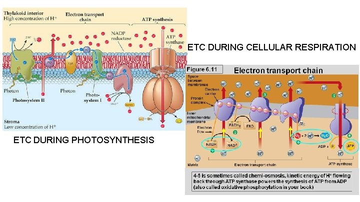 ETC DURING CELLULAR RESPIRATION ETC DURING PHOTOSYNTHESIS 