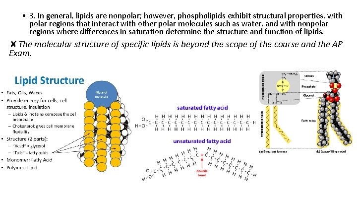  • 3. In general, lipids are nonpolar; however, phospholipids exhibit structural properties, with