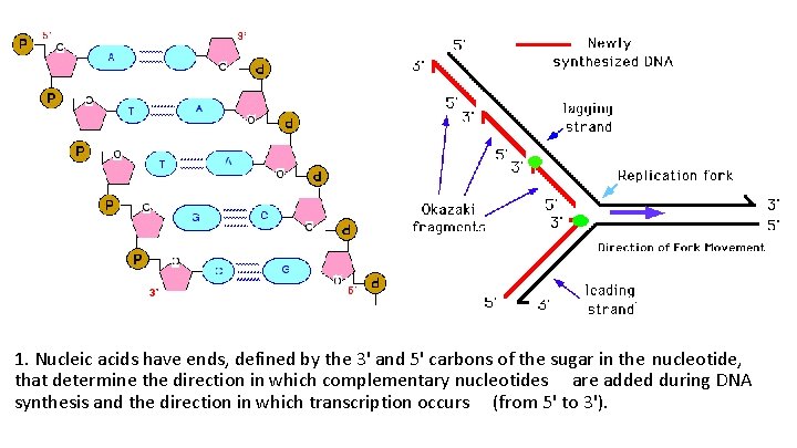 1. Nucleic acids have ends, defined by the 3' and 5' carbons of the