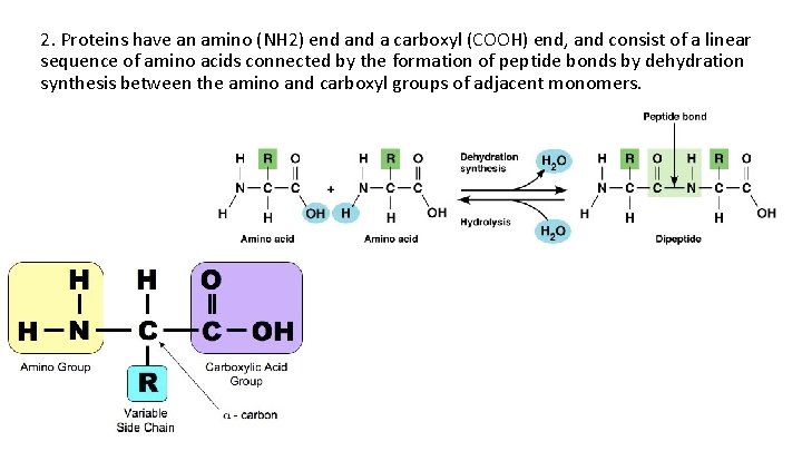 2. Proteins have an amino (NH 2) end a carboxyl (COOH) end, and consist