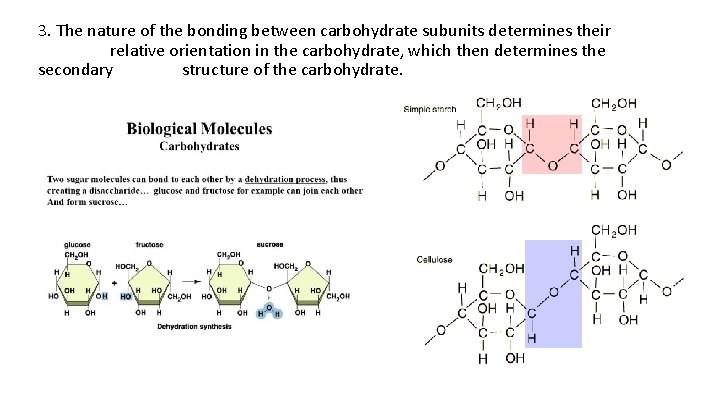 3. The nature of the bonding between carbohydrate subunits determines their relative orientation in