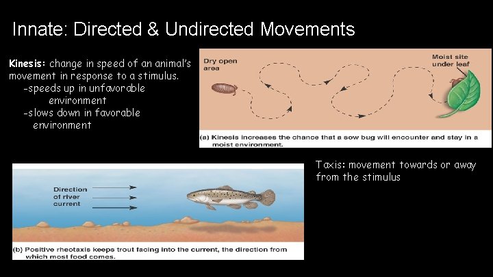 Innate: Directed & Undirected Movements Kinesis: change in speed of an animal’s movement in