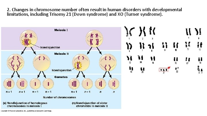 2. Changes in chromosome number often result in human disorders with developmental limitations, including