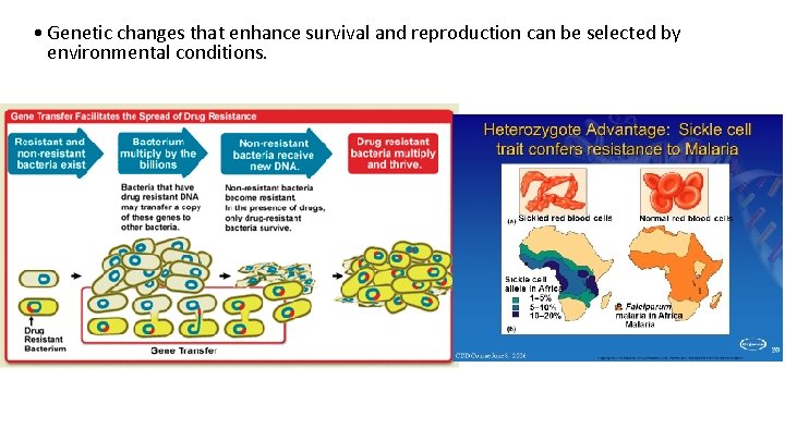  • Genetic changes that enhance survival and reproduction can be selected by environmental