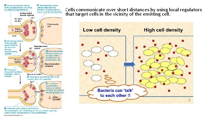 Cells communicate over short distances by using local regulators that target cells in the