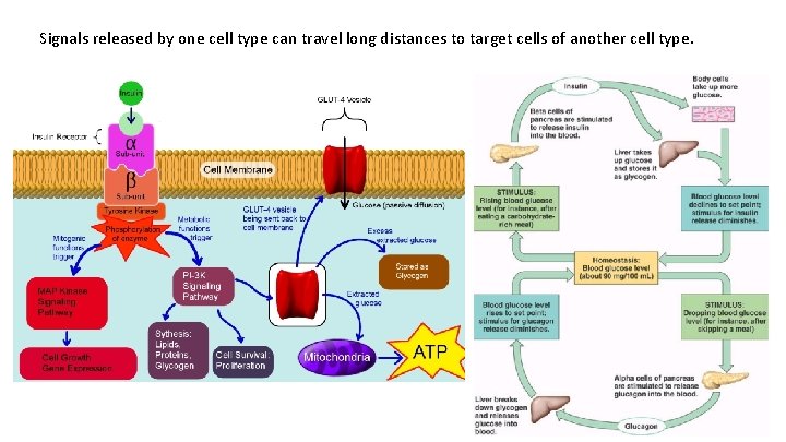 Signals released by one cell type can travel long distances to target cells of