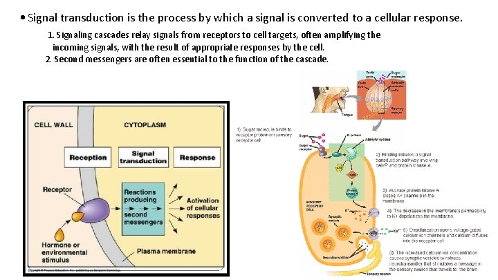  • Signal transduction is the process by which a signal is converted to