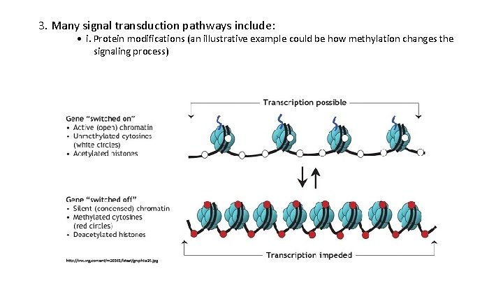 3. Many signal transduction pathways include: • i. Protein modifications (an illustrative example could