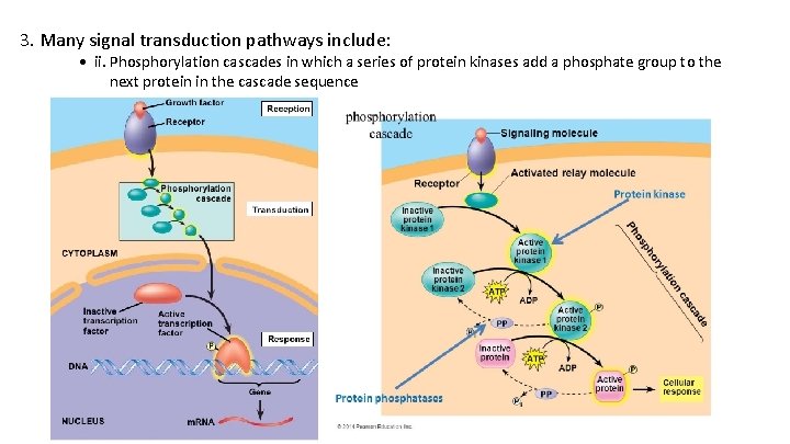 3. Many signal transduction pathways include: • ii. Phosphorylation cascades in which a series