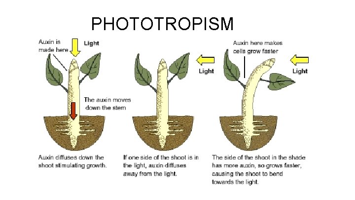 PHOTOTROPISM 