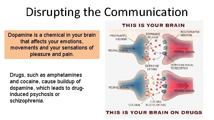Disrupting the Communication Dopamine is a chemical in your brain that affects your emotions,