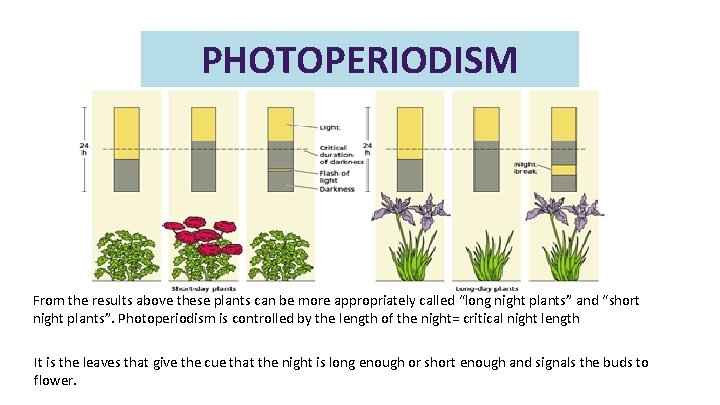 PHOTOPERIODISM From the results above these plants can be more appropriately called “long night