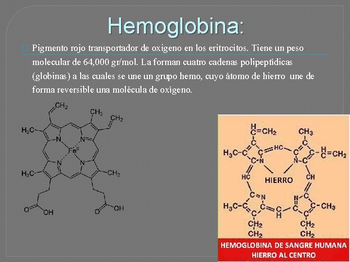 Hemoglobina: � Pigmento rojo transportador de oxigeno en los eritrocitos. Tiene un peso molecular