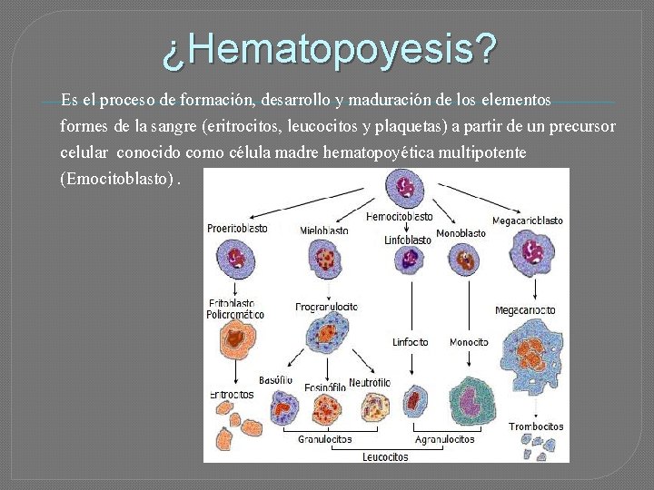 ¿Hematopoyesis? Es el proceso de formación, desarrollo y maduración de los elementos formes de