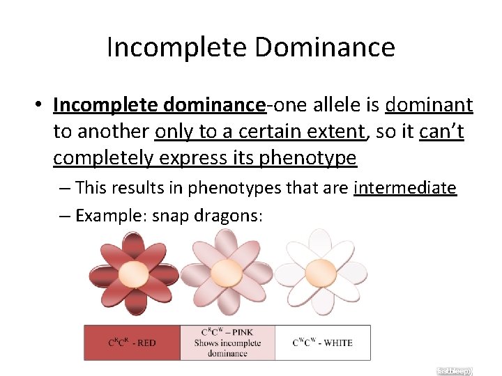 Incomplete Dominance • Incomplete dominance-one allele is dominant to another only to a certain