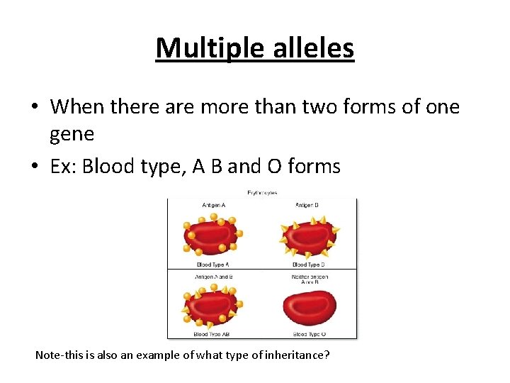 Multiple alleles • When there are more than two forms of one gene •