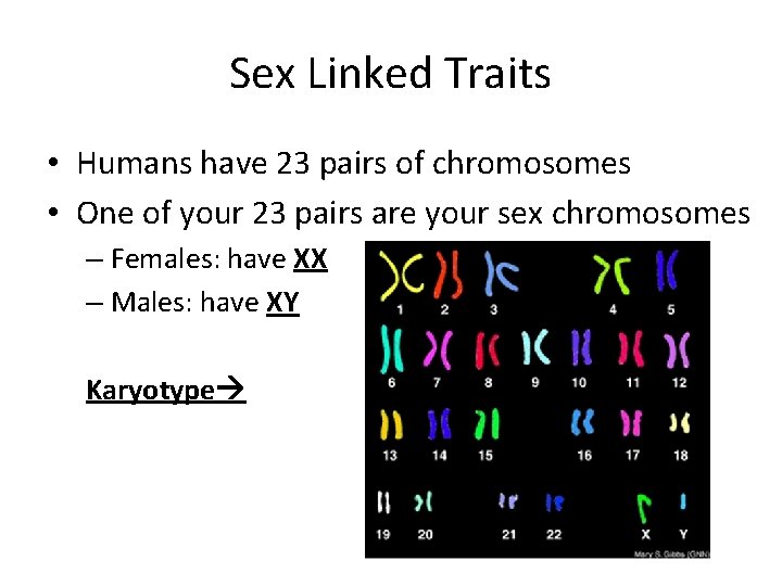 Sex Linked Traits • Humans have 23 pairs of chromosomes • One of your