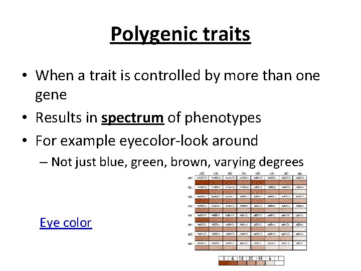 Polygenic traits • When a trait is controlled by more than one gene •