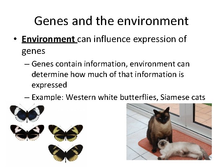 Genes and the environment • Environment can influence expression of genes – Genes contain
