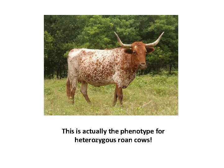This is actually the phenotype for heterozygous roan cows! 