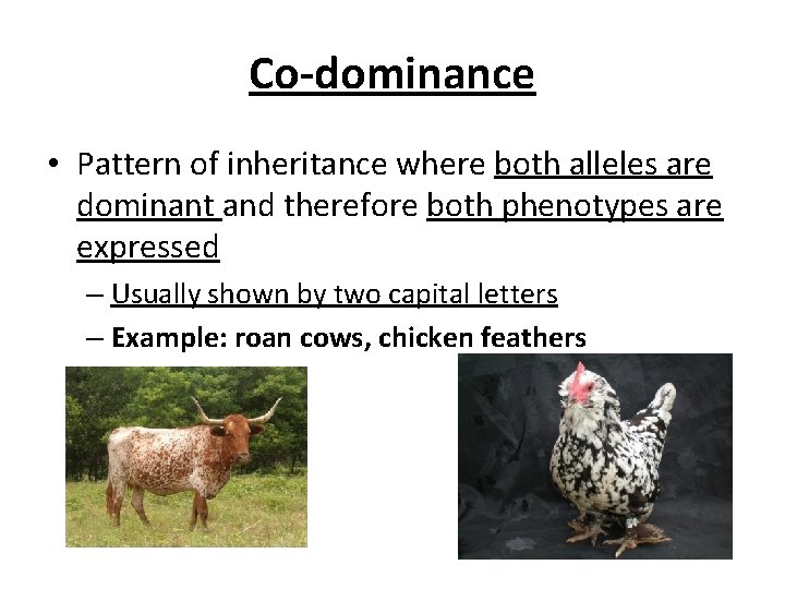 Co-dominance • Pattern of inheritance where both alleles are dominant and therefore both phenotypes