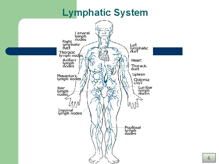 Lymphatic System 6 Lymphatic System 6