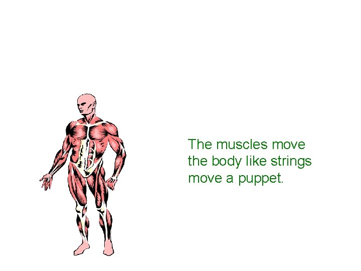 The muscles move the body like strings move a puppet. 