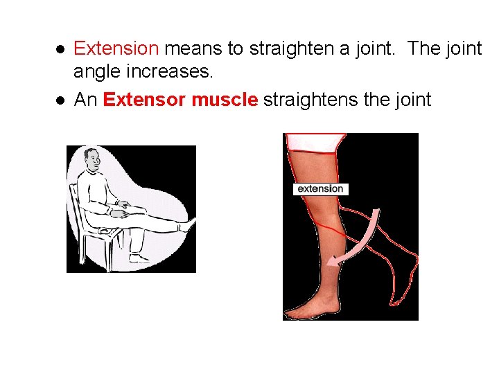l l Extension means to straighten a joint. The joint angle increases. An Extensor